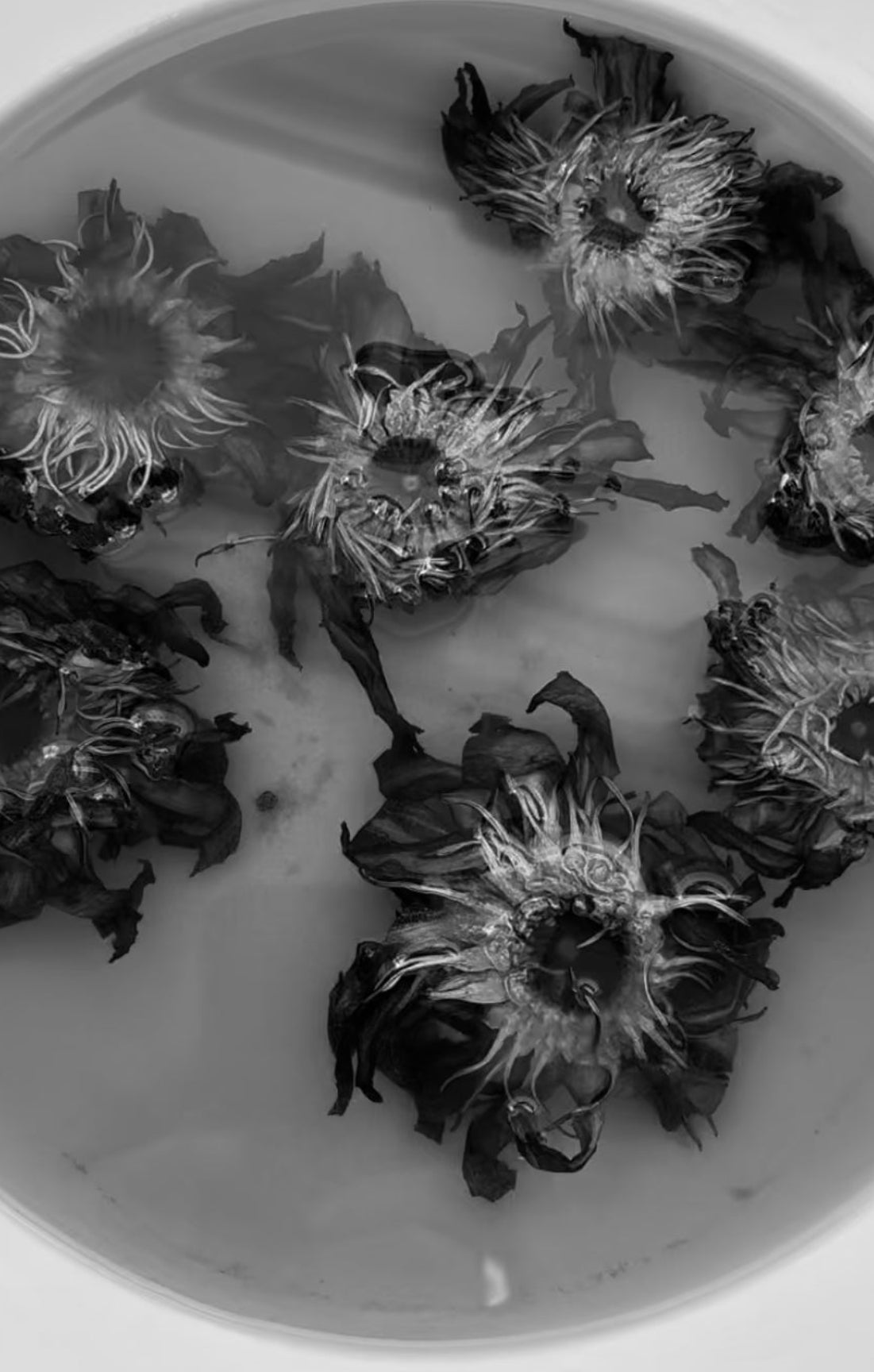 Feral Heart:  LIMITED EDITION